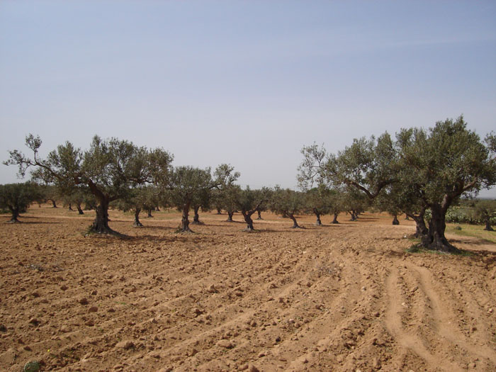Madhia_0933