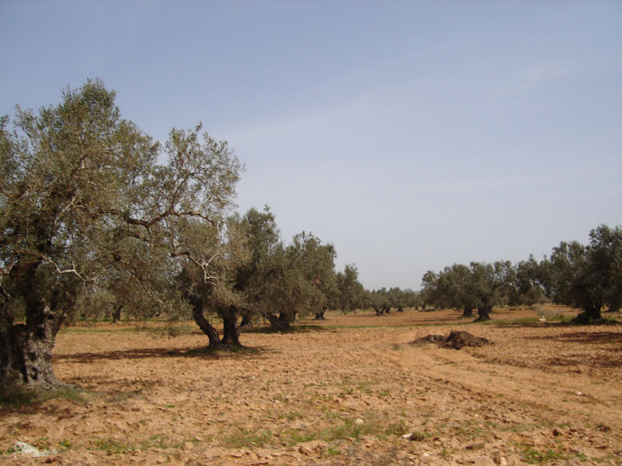 Madhia_0939